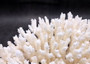 White Table Coral Large Cluster Acropora Latistella (1 coral approx. 13L x 6H x 11D inches) Table Coral for display & collecting!