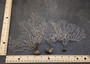 White Sea Fan Corals Gorgonia Ventalina (set of 5 fans approx. 4-6+ inches) White Coral Sea Fans for art projects crafts & collecting! Copyright 2025 SeaShellSupply.com.