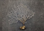 White Sea Fan Corals Gorgonia Ventalina (set of 5 fans approx. 4-6+ inches) White Coral Sea Fans for art projects crafts & collecting! Copyright 2025 SeaShellSupply.com.
