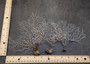 White Sea Fan Corals Gorgonia Ventalina (set of 5 fans approx. 4-6+ inches) White Coral Sea Fans for art projects crafts & collecting! Copyright 2025 SeaShellSupply.com.