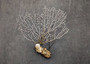White Sea Fan Corals Gorgonia Ventalina (set of 5 fans approx. 4-6+ inches) White Coral Sea Fans for art projects crafts & collecting! Copyright 2025 SeaShellSupply.com.