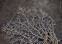 White Sea Fan Corals Gorgonia Ventalina (set of 5 fans approx. 4-6+ inches) White Coral Sea Fans for art projects crafts & collecting! Copyright 2025 SeaShellSupply.com.