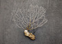 White Sea Fan Corals Gorgonia Ventalina (set of 5 fans approx. 4-6+ inches) White Coral Sea Fans for art projects crafts & collecting!