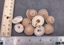 Perspective Sundial Seashells/Large - Architectonica Perspectiva. 10 brown and white spiral shells. Copyright 2024 SeaShellSupply.com.