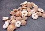 Perspective Sundial Seashells/Large - Architectonica Perspectiva. 10 brown and white spiral shells. Copyright 2024 SeaShellSupply.com.