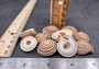 Perspective Sundial Seashells/Large - Architectonica Perspectiva. 10 brown and white spiral shells. Copyright 2024 SeaShellSupply.com.
