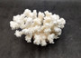 Brownstem White Coral Cluster Pocillopora Verrucosa (1 coral approx. 7L x 5.5H x 4.5D inches) Coral for collections & display!