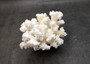 Brownstem White Cauliflower Coral Cluster Pocillopora Verrucosa (1 coral approx. 7L x 5.5H x 4.5D inches) Coral for collections & display!