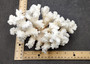 Brownstem White Coral Cluster Pocillopora Verrucosa (1 coral approx. 7L x 5.5H x 4.5D inches) Coral for collections & display!