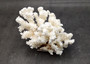 Brownstem White Coral Cluster Pocillopora Verrucosa (1 coral approx. 7L x 5.5H x 4.5D inches) Coral for collections & display!