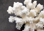 Brownstem White Coral Cluster Pocillopora Verrucosa (1 coral approx. 7L x 5.5H x 4.5D inches) Coral for collections & display!