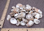 Natural Baby Abalone Seashells Rough Haliotis Rufescens (approx. HALF pound 50+ shells 1+ inches) Rough Abalone shells for arts & crafts!