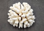 Brownstem White Cauliflower Coral Cluster Pocillopora Verrucosa (1 coral approx. 7L x 3.5H x 6.5D inches) Coral for collections & display!