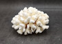 Brownstem White Cauliflower Coral Cluster Pocillopora Verrucosa (1 coral approx. 7L x 3.5H x 6.5D inches) Coral for collections & display!