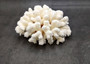 Brownstem White Cauliflower Coral Cluster Pocillopora Verrucosa (1 coral approx. 7L x 3.5H x 6.5D inches) Coral for collections & display!