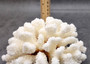 Brownstem White Cauliflower Coral Cluster Pocillopora Verrucosa (1 coral approx. 7L x 3.5H x 6.5D inches) Coral for collections & display!