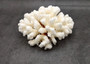 Brownstem White Cauliflower Coral Cluster Pocillopora Verrucosa (1 coral approx. 7L x 3.5H x 6.5D inches) Coral for collections & display!