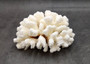 Brownstem White Cauliflower Coral Cluster Pocillopora Verrucosa (1 coral approx. 7L x 3.5H x 6.5D inches) Coral for collections & display!