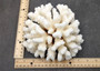 Brownstem White Cauliflower Coral Cluster Pocillopora Verrucosa (1 coral approx. 7L x 3.5H x 6.5D inches) Coral for collections & display!