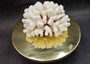 Brownstem White Cauliflower Coral Cluster Pocillopora Verrucosa (1 coral approx. 7L x 3.5H x 6.5D inches) Coral for collections & display!