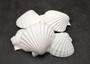 Deep White Scallop Seashells Placopecten Magellanicus (6 shells approx. 0.5 deep 4+ inches) White Scallop Pecten shells for baking & crafts!