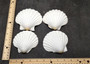 Deep White Scallop Seashells Placopecten Magellanicus (6 shells approx. 0.5 deep 4+ inches) White Scallop Pecten shells for baking & crafts!