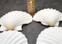 Deep White Scallop Seashells Placopecten Magellanicus (6 shells approx. 0.5 deep 4+ inches) White Scallop Pecten shells for baking & crafts!