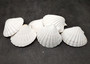 Deep White Scallop Seashells Placopecten Magellanicus (6 shells approx. 0.5 deep 4+ inches) White Scallop Pecten shells for baking & crafts!