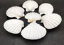 Deep White Scallop Seashells Placopecten Magellanicus (6 shells approx. 0.5 deep 4+ inches) White Scallop Pecten shells for baking & crafts!