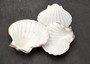 Deep White Scallop Seashells Placopecten Magellanicus (6 shells approx. 0.5 deep 4+ inches) White Scallop Pecten shells for baking & crafts!