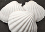 Deep White Scallop Seashells Placopecten Magellanicus (6 shells approx. 0.5 deep 4+ inches) White Scallop Pecten shells for baking & crafts!