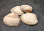 Small Mocha Clam Seashells Brown Megapitaria Squalida (4 shells approx. 2.5+ inches) Tan Brown Clam shells for display collecting & crafts!