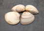 Small Mocha Clam Seashells Brown Megapitaria Squalida (4 shells approx. 2.5+ inches) Tan Brown Clam shells for display collecting & crafts!