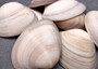 Small Mocha Clam Seashells Brown Megapitaria Squalida (4 shells approx. 2.5+ inches) Tan Brown Clam shells for display collecting & crafts!