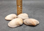 Small Mocha Clam Seashells Brown Megapitaria Squalida (4 shells approx. 2.5+ inches) Tan Brown Clam shells for display collecting & crafts!