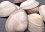 Small Mocha Clam Seashells Brown Megapitaria Squalida (4 shells approx. 2.5+ inches) Tan Brown Clam shells for display collecting & crafts!