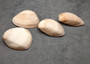 Small Mocha Clam Seashells Brown Megapitaria Squalida (4 shells approx. 2.5+ inches) Tan Brown Clam shells for display collecting & crafts!