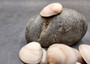 Small Mocha Clam Seashells Brown Megapitaria Squalida (4 shells approx. 2.5+ inches) Tan Brown Clam shells for display collecting & crafts!
