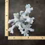 Blue Ridge Coral Cluster Centerpiece Heliopora Coerulea (1 coral 7.5H x 5D x 6L inches) Blue Coral Cluster for coastal home decor & display! Copyright 2025 SeaShellSupply.com.