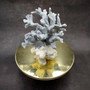 Blue Ridge Coral Cluster Centerpiece Heliopora Coerulea (1 coral 7.5H x 5D x 6L inches) Blue Coral Cluster for coastal home decor & display! Copyright 2025 SeaShellSupply.com.