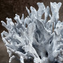 Blue Ridge Coral Cluster Heliopora coerulea (1 coral approx. 7H x 8D x 10L inches) Blue Coral Cluster for coastal home decor & display! Copyright 2026 SeaShellSupply.com.