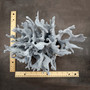 Blue Ridge Coral Cluster Heliopora coerulea (1 coral approx. 7H x 8D x 10L inches) Blue Coral Cluster for coastal home decor & display!