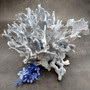 Blue Ridge Coral Cluster Heliopora coerulea (1 coral approx. 7H x 8D x 10L inches) Blue Coral Cluster for coastal home decor & display!