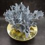 Blue Ridge Coral Cluster Heliopora coerulea (1 coral approx. 7H x 8D x 10L inches) Blue Coral Cluster for coastal home decor & display! Copyright 2026 SeaShellSupply.com.