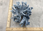 Blue Ridge Coral Cluster Heliopora Coerulea (1 coral 8L x 6.5D x 8H inches) Great Blue coral cluster mounted on base for decor or display! Copyright 2025 SeaShellSupply.com. Blue Ridge Coral Cluster Heliopora Coerulea (1 coral 8L x 6.5D x 8H inches) Great Blue coral cluster mounted on base for decor or display! Copyright 2025 SeaShellSupply.com.