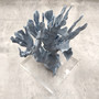 Blue Ridge Coral Cluster Heliopora Coerulea (1 coral 8L x 6.5D x 8H inches) Great Blue coral cluster mounted on base for decor or display! Copyright 2025 SeaShellSupply.com. Blue Ridge Coral Cluster Heliopora Coerulea (1 coral 8L x 6.5D x 8H inches) Great Blue coral cluster mounted on base for decor or display! Copyright 2025 SeaShellSupply.com.