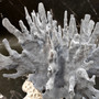 Blue Ridge Coral Cluster Heliopora Coerulea (1 coral 8.75L x 5.5D x 7.5H inches) Large Intricate Blue Coral Cluster for decor or display! 02 Copyright 2026 SeaShellSupply.com.
