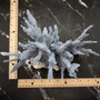Blue Ridge Coral Cluster Heliopora Coerulea (1 coral 8.75L x 5.5D x 7.5H inches) Large Intricate Blue Coral Cluster for decor or display! 02 Copyright 2026 SeaShellSupply.com.