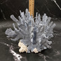 Blue Ridge Coral Cluster Heliopora Coerulea (1 coral 8.75L x 5.5D x 7.5H inches) Large Intricate Blue Coral Cluster for decor or display! 02 Copyright 2026 SeaShellSupply.com.