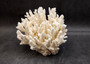White Table Coral Cluster Large Centerpiece (1 coral 5.5L x 6.5H x 7D) Large White Table Coral for coastal home display decor & collecting!
